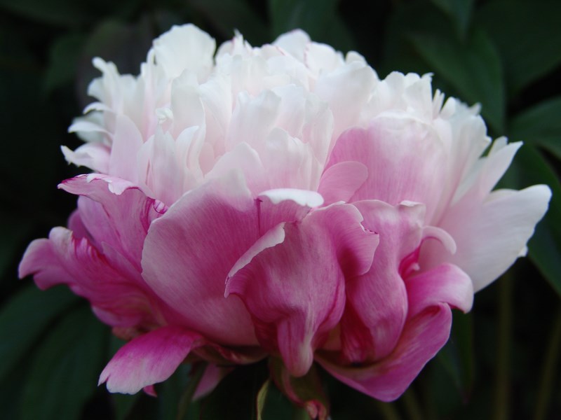 冬季芍藥催花技術(shù)